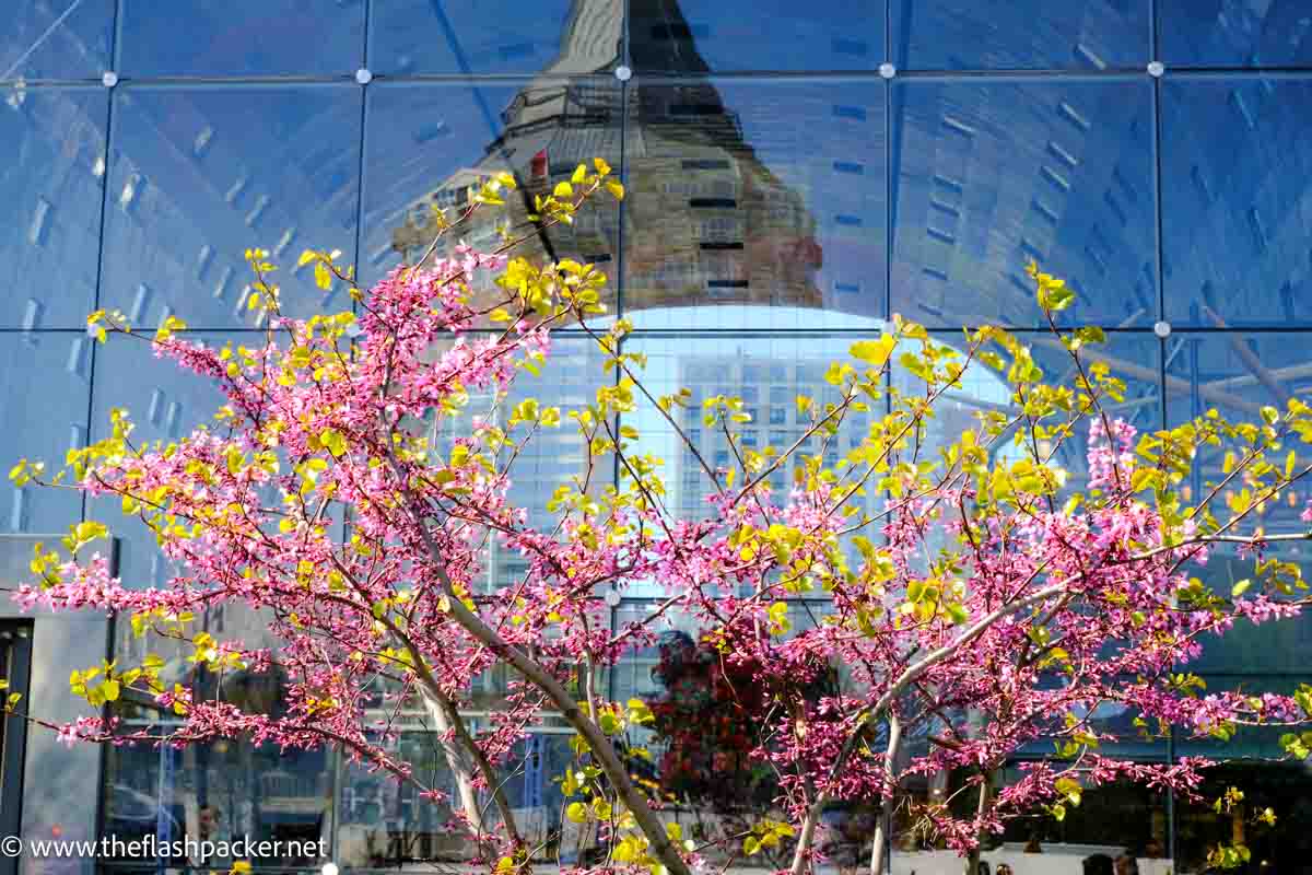 blossoms in front of large glass window with reflections