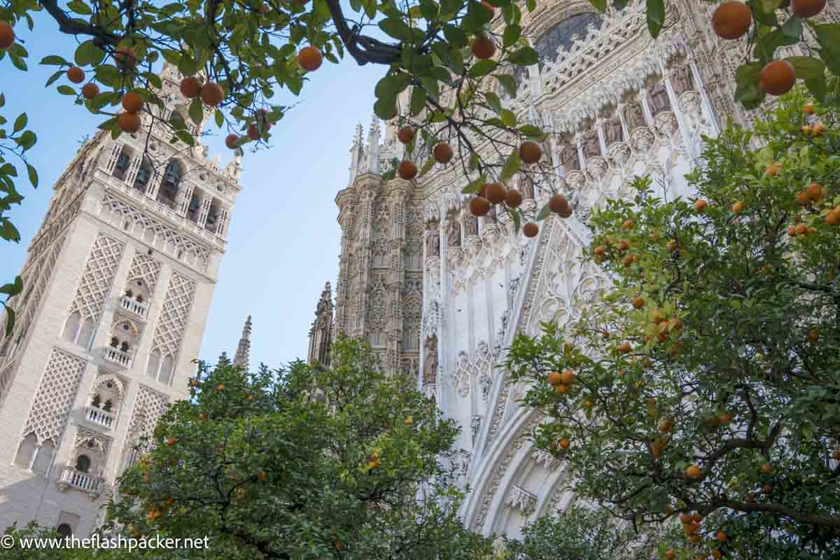 delicate stone carvings on faces of seville cathedral and bell tower framed by orange tress