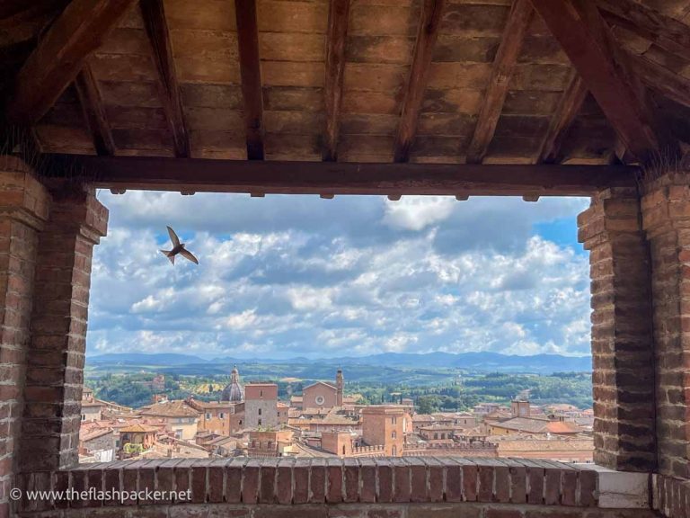 panoramic view of rooftops of siena through an opening with a bird flying overhead