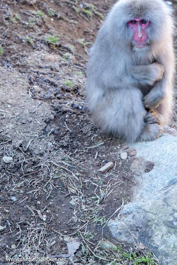 a baby japanese macaque at Jigokudani Yaen Koen