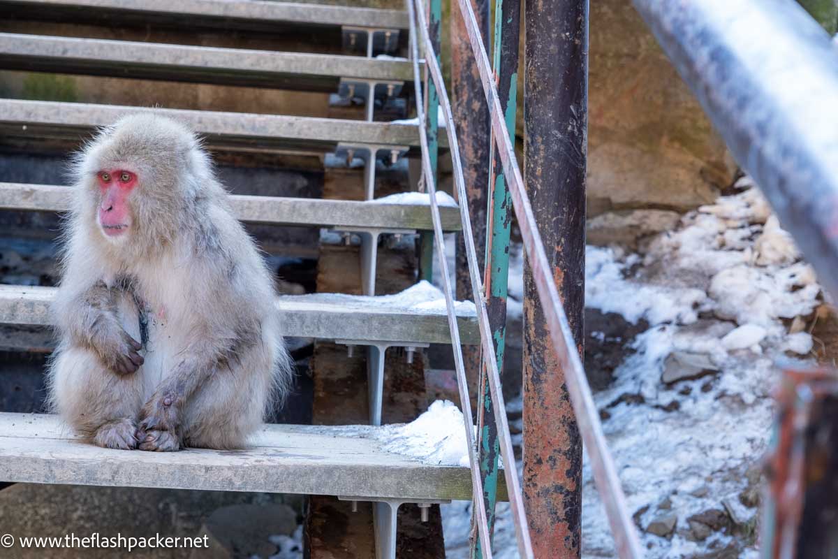 japanese snow monkey sitting on a step