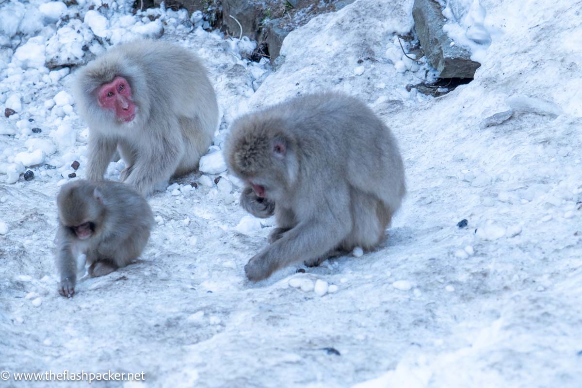 snow monkeys foraging for food in snow