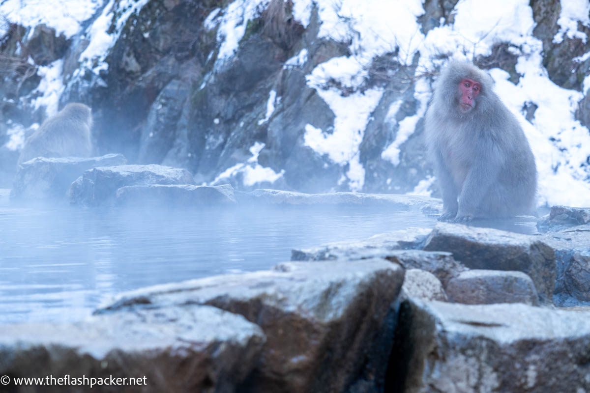 snow monkey by hot spring bath