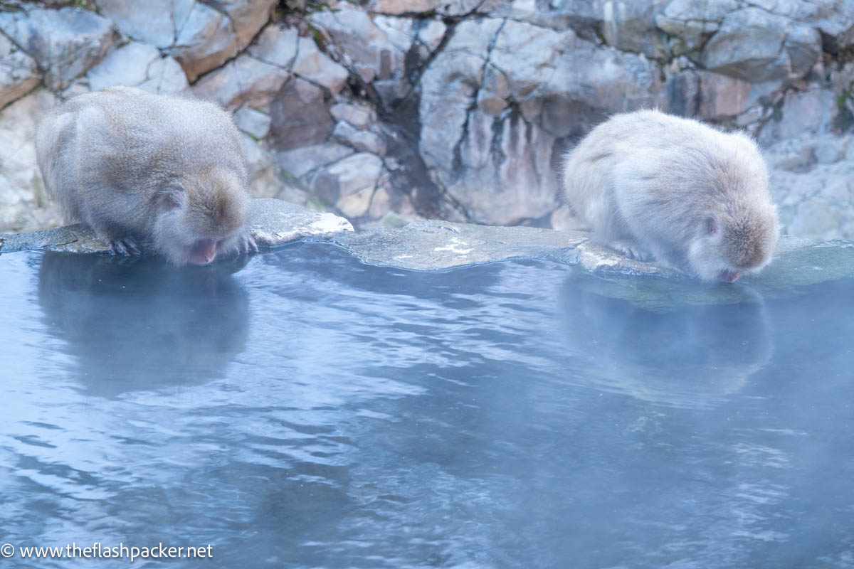 2 snow monkeys looking at their reflections in a hot spring