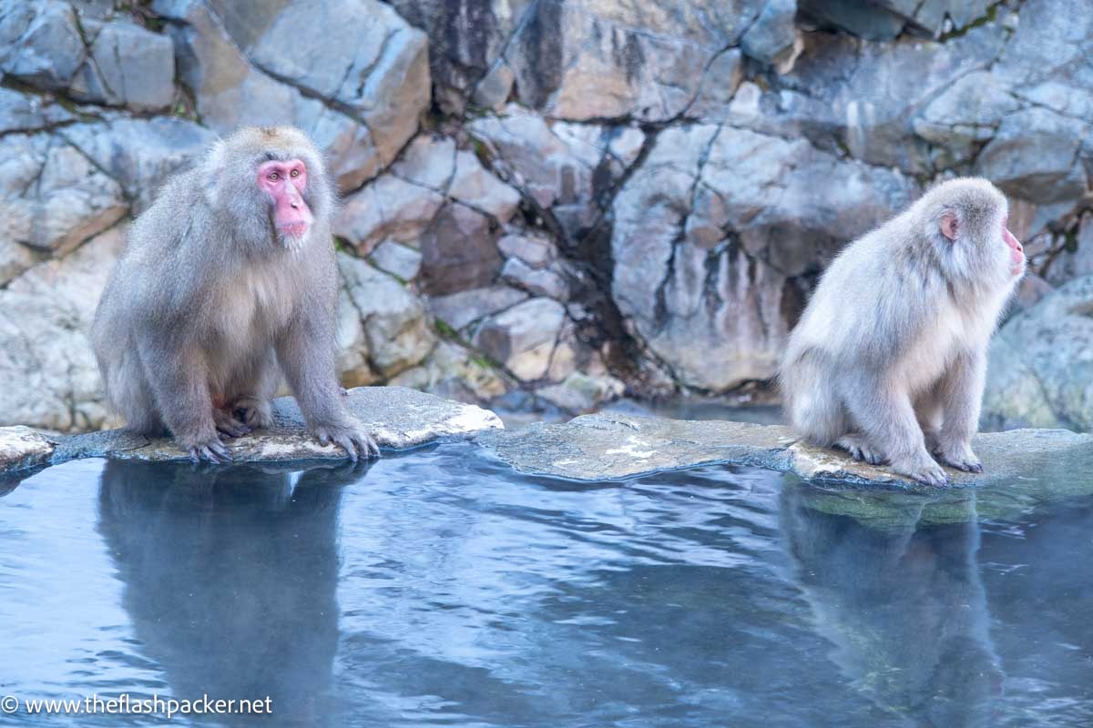 2 snow monkeys at the side of a hot spring