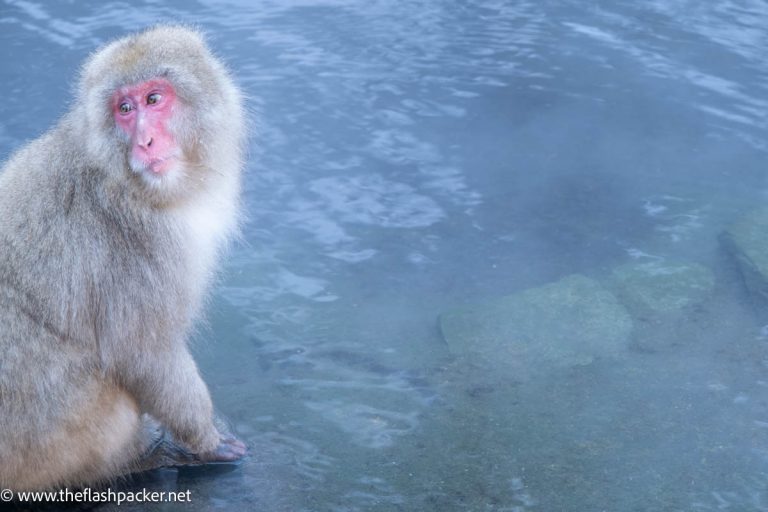 snow monkey in a hot spring bath