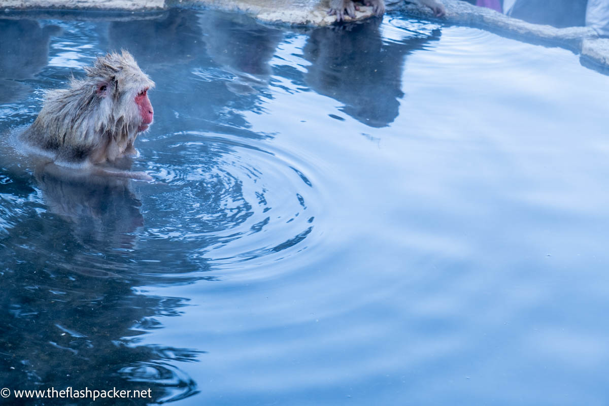 a monkey swimming in water at Snow Monkey Park in Japan