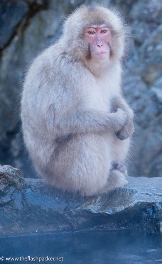 a snow monkey at Jigokudani Monkey Park