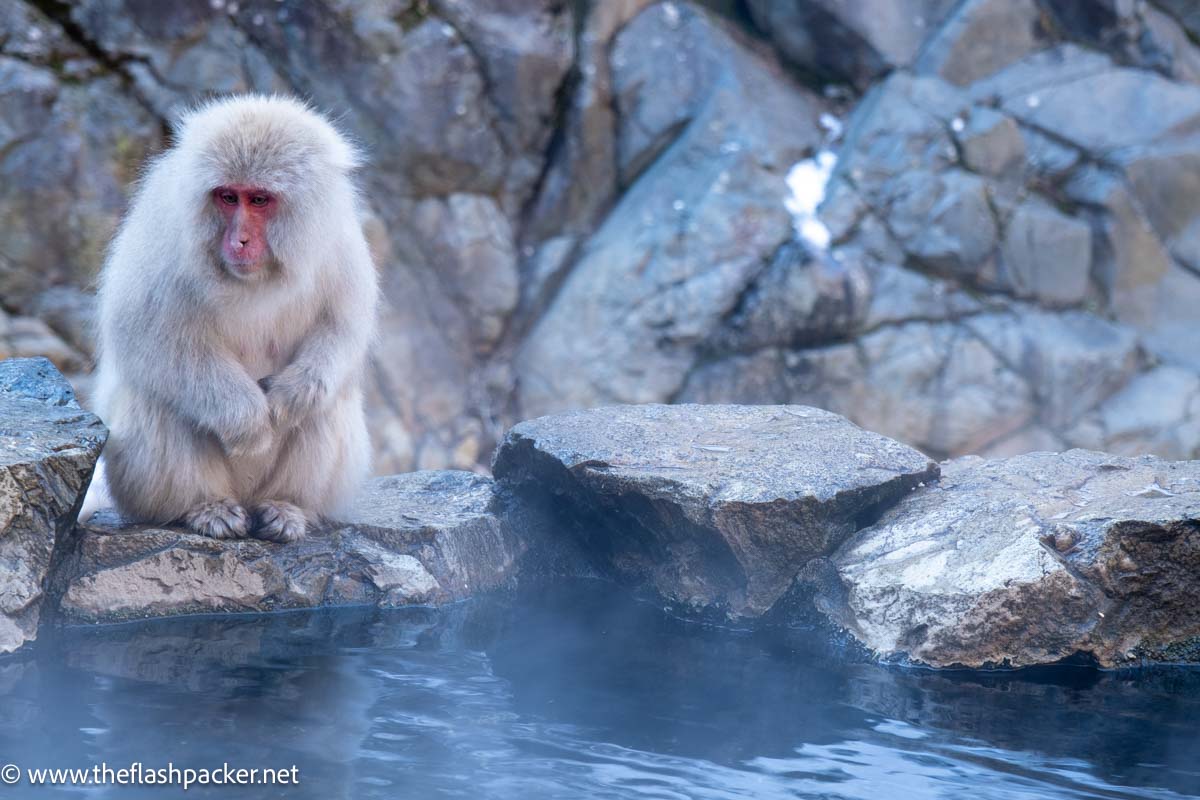 baby snow monkey by hot spring bath