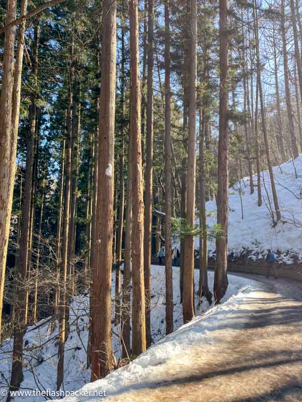 tall thin trees lining a forest trail