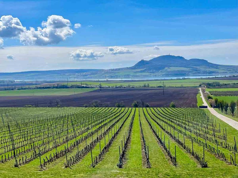 view of a vineyard lake a hills from one of the wineries of south moravia