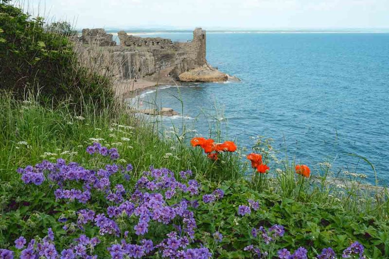 purple and red flowers with ruined castle and sea