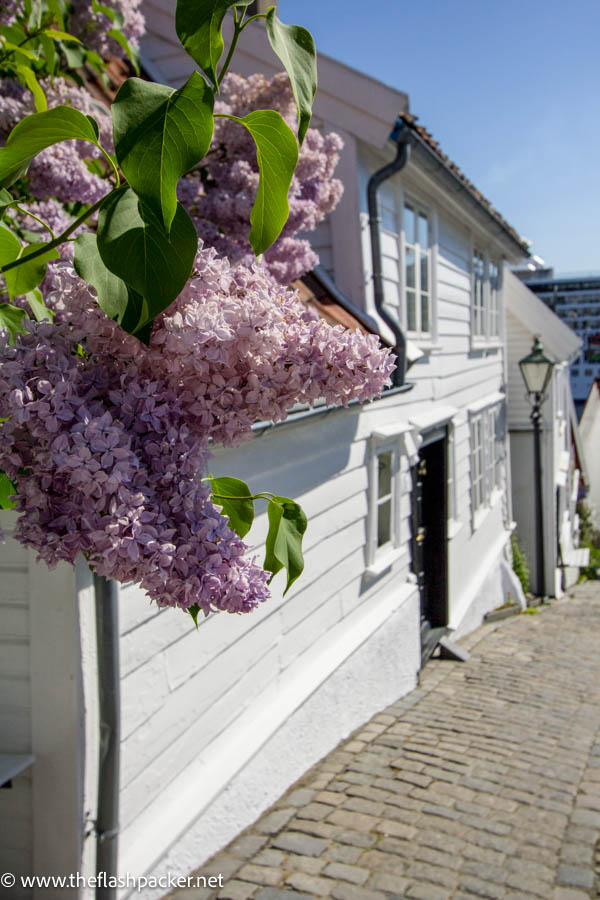 wisteria next to a white clapperboard house