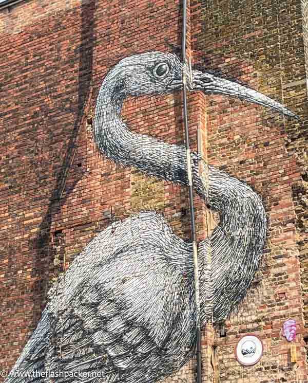 wall mural of a pelican