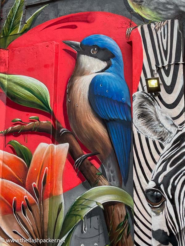 wall mural of a blue tit