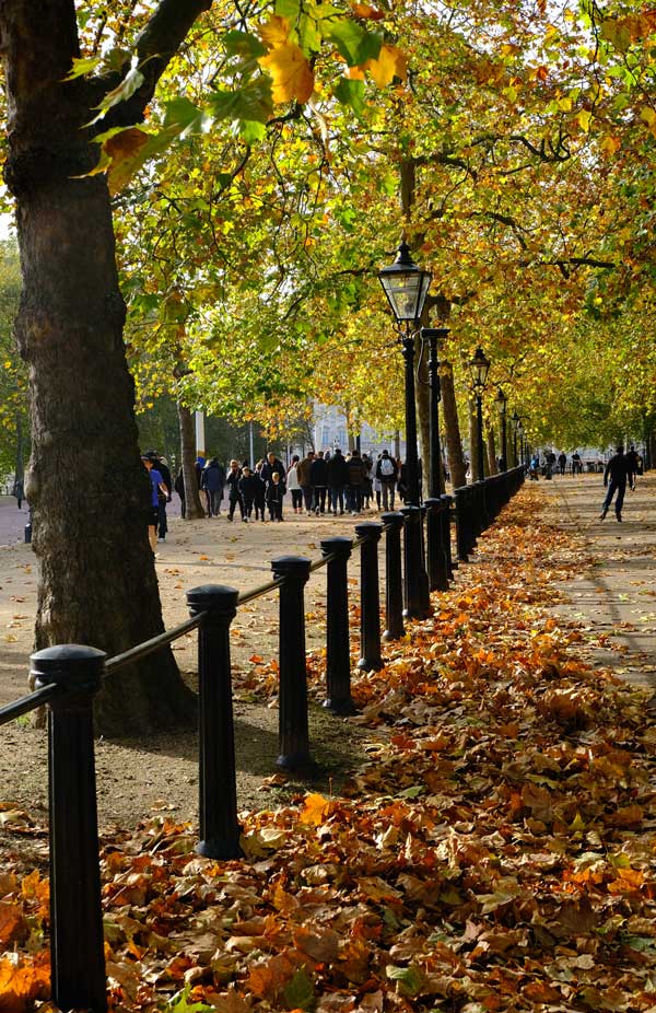 people walking along tree lined boulevard scattered with autumn leaves