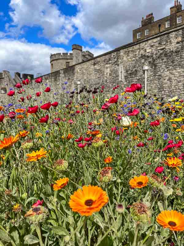 field of flowers in front of old castle wall