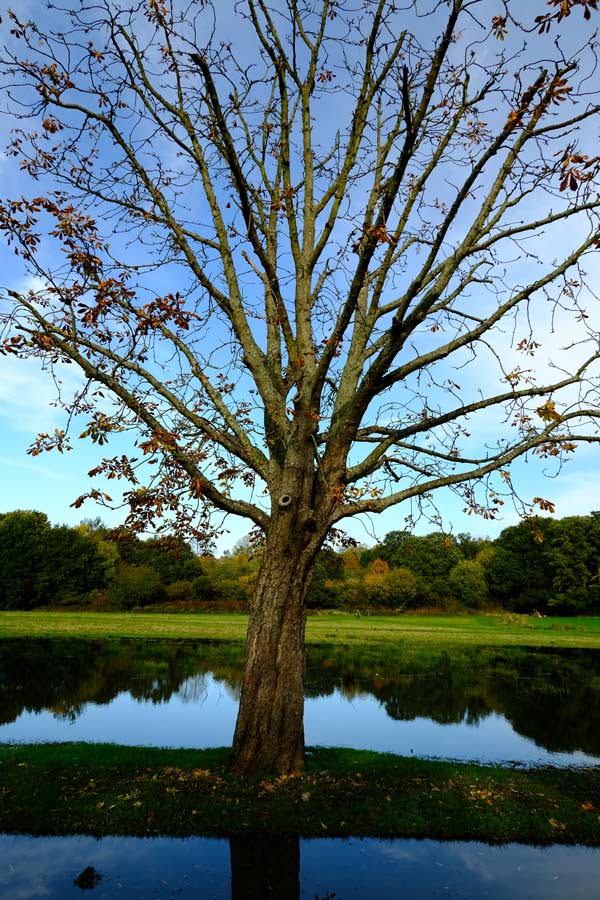 single tree with reflection in flooded path