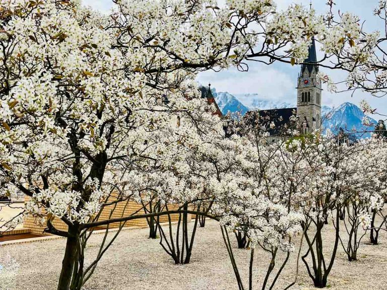 vaduz cathedral framed by white blossoms