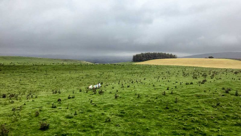 settle-carlisle-railway-view-of-landscape-with grazing sheep from-train