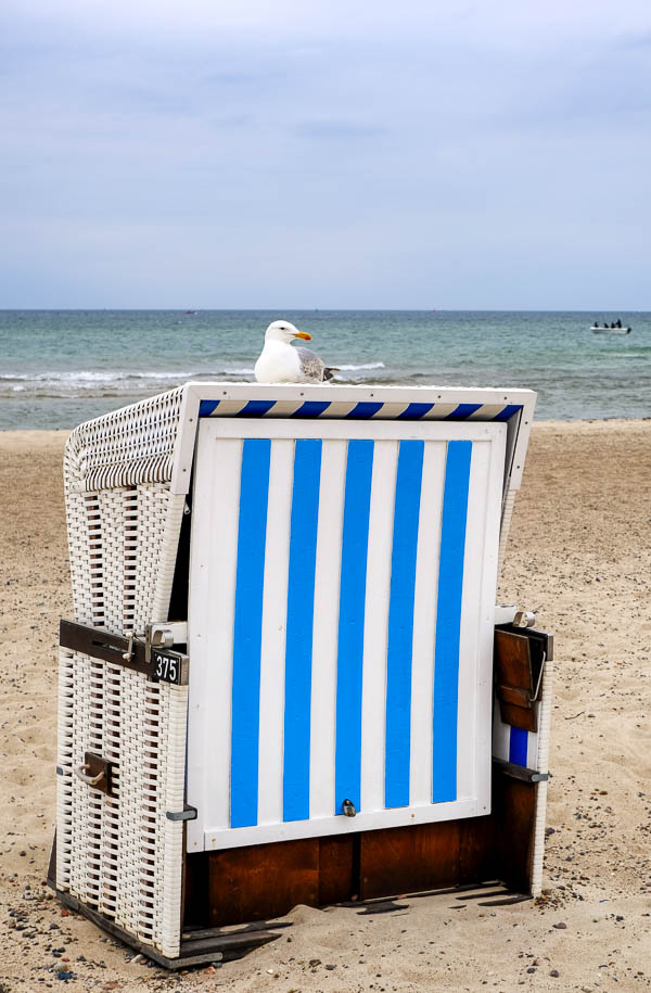 seagull perched on Deckchair on Warnemünde beach