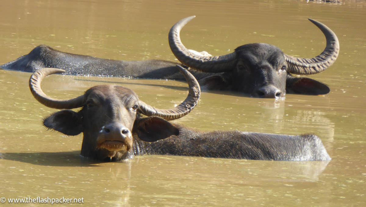 water buffalo in sri lanka