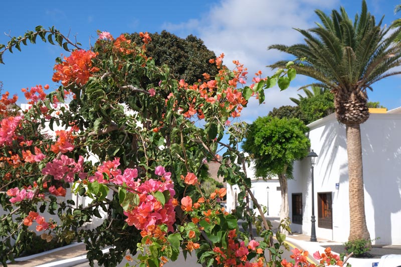 pretty pink and red flowers in front of whitewashed buildings and palm trees in a street in yaiza lanzarote